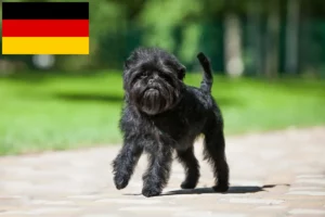 Подробнее о статье Заводчики и щенки аффенпинчеров в Германии