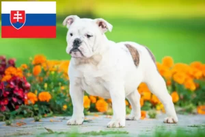 Подробнее о статье Заводчики и щенки английского бульдога в Словакии