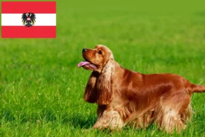 Подробнее о статье Заводчики и щенки английского кокер-спаниеля в Австрии