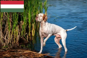 Подробнее о статье Заводчики и щенки английского пойнтера в Венгрии