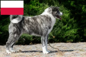 Подробнее о статье Заводчики и щенки акиты в Польше