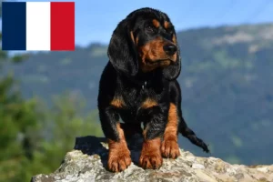 Подробнее о статье Заводчики и щенки альпийского таксбрекке во Франции