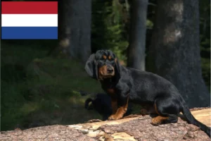 Подробнее о статье Заводчики и щенки альпийского таксбрекка в Нидерландах