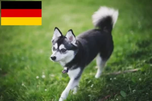 Подробнее о статье Заводчики и щенки аляскинского кли кая в Германии