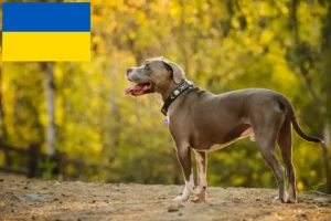 Подробнее о статье Заводчики и щенки Американского Питбультерьера в Украине