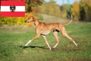 Подробнее о статье Заводчики и щенки Азаваха в Австрии