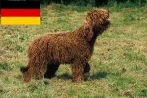 Подробнее о статье Заводчики и щенки барбетов в Германии