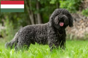 Подробнее о статье Заводчики и щенки барбетов в Венгрии