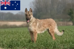 Подробнее о статье Заводчик бельгийских овчарок и щенков в Австралии