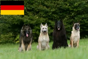 Подробнее о статье Заводчик бельгийских овчарок и щенков в Германии