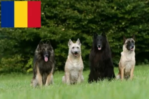 Подробнее о статье Заводчик бельгийских овчарок и щенков в Румынии