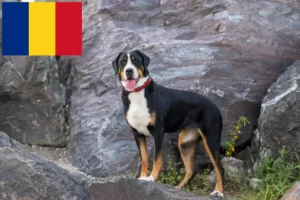 Подробнее о статье Заводчик и щенки Швейцарской горной собаки в Румынии