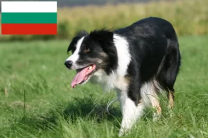 Подробнее о статье Заводчики и щенки бордер-колли в Болгарии