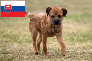 Подробнее о статье Заводчики и щенки бордер-терьера в Словакии