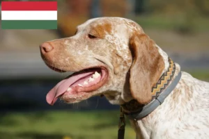 Подробнее о статье Заводчики и щенки Брак дю Бурбонне в Венгрии