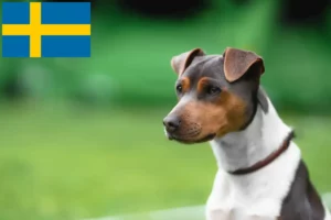 Подробнее о статье Заводчик и щенки бразильского терьера в Швеции