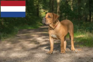 Подробнее о статье Заводчики и щенки бурбоев в Нидерландах