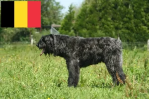 Подробнее о статье Заводчики и щенки Bouvier des Flandres в Бельгии