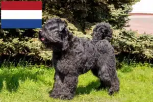 Подробнее о статье Заводчики и щенки Bouvier des Flandres в Нидерландах