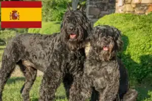 Подробнее о статье Заводчики и щенки Bouvier des Flandres в Испании