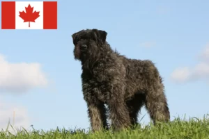 Подробнее о статье Заводчики и щенки Bouvier des Flandres в Канаде