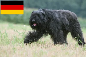 Подробнее о статье Заводчики и щенки Bouvier des Flandres в Германии