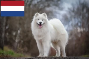 Подробнее о статье Заводчики и щенки самоедов в Нидерландах