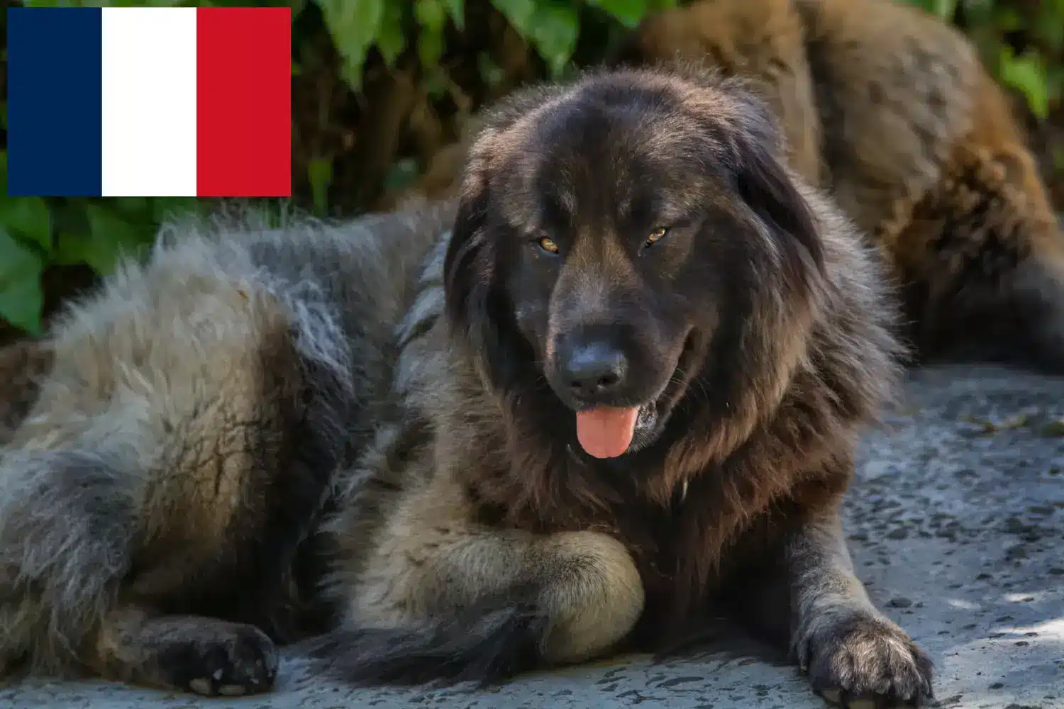 Подробнее о статье Заводчики и щенки Cão Da Serra Da Estrela во Франции