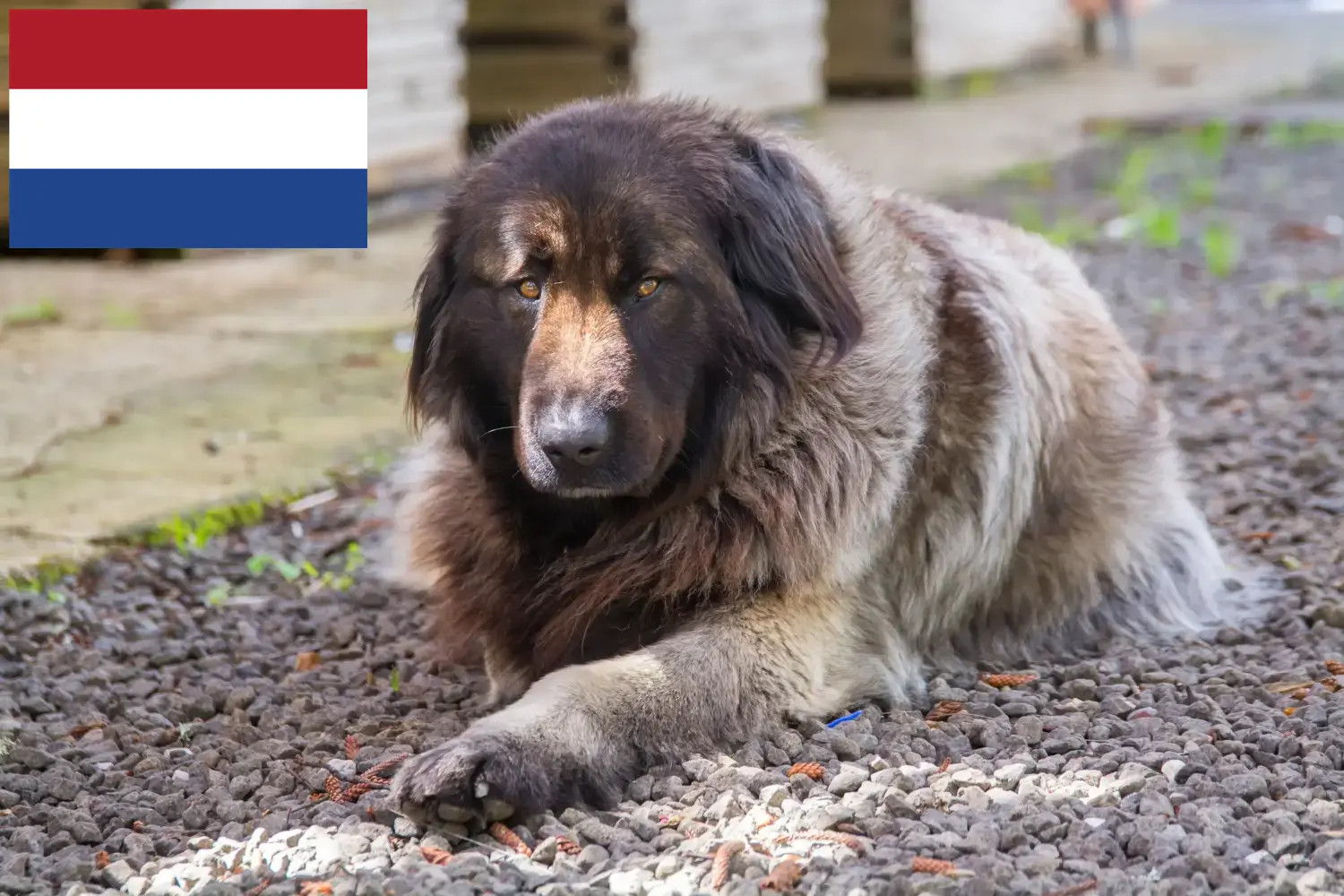 Подробнее о статье Заводчики и щенки Cão Da Serra Da Estrela в Нидерландах