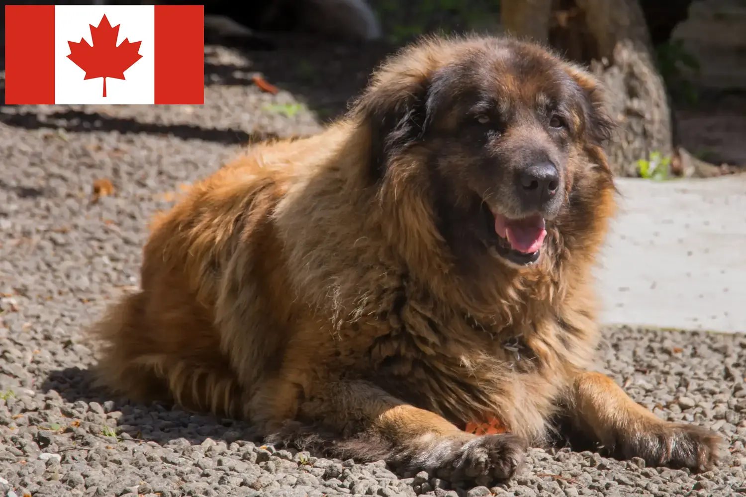 Подробнее о статье Заводчики и щенки Cão Da Serra Da Estrela в Канаде