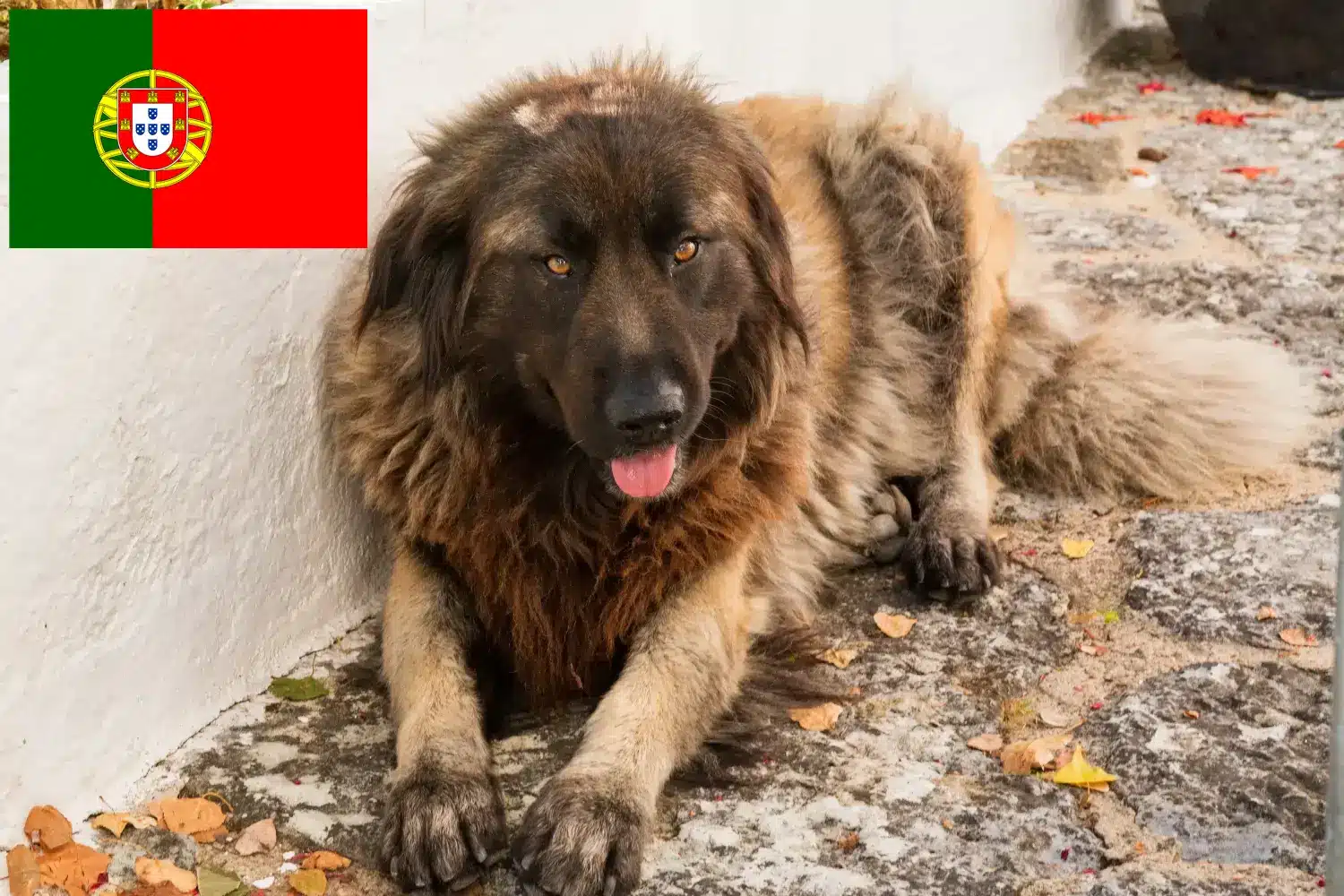 Подробнее о статье Заводчики и щенки Cão Da Serra Da Estrela в Португалии