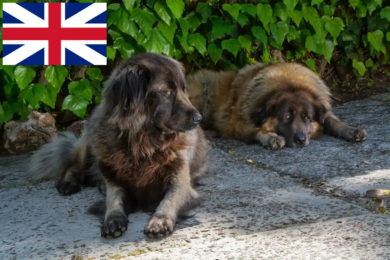 Подробнее о статье Заводчики и щенки Cão Da Serra Da Estrela в Великобритании