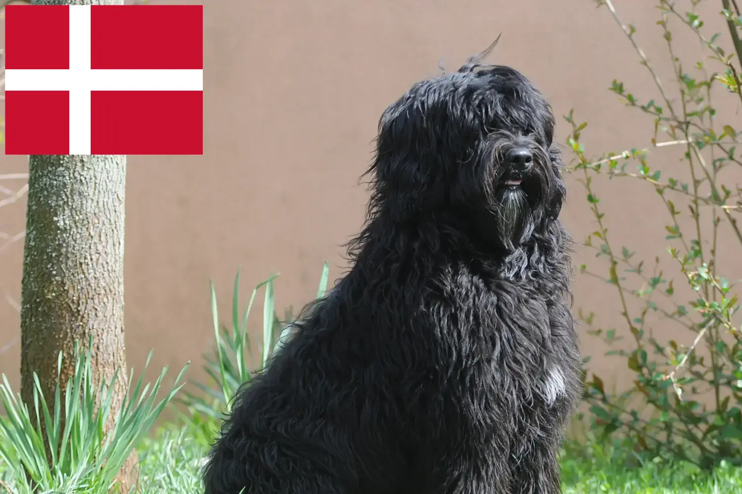 Подробнее о статье Заводчики и щенки породы Cão de Agua português в Дании
