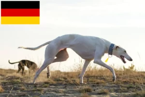 Подробнее о статье Чарт Польски заводчики и щенки в Германии