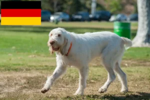 Подробнее о статье Заводчики и щенки Spinone Italiano в Германии