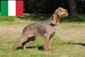 Подробнее о статье Заводчики и щенки Spinone Italiano в Италии