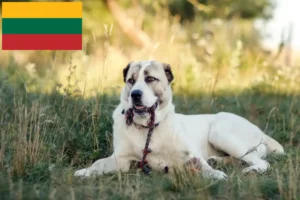Подробнее о статье Заводчик и щенки среднеазиатской овчарки в Литве