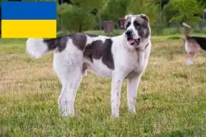 Подробнее о статье Заводчик и щенки среднеазиатской овчарки в Украине