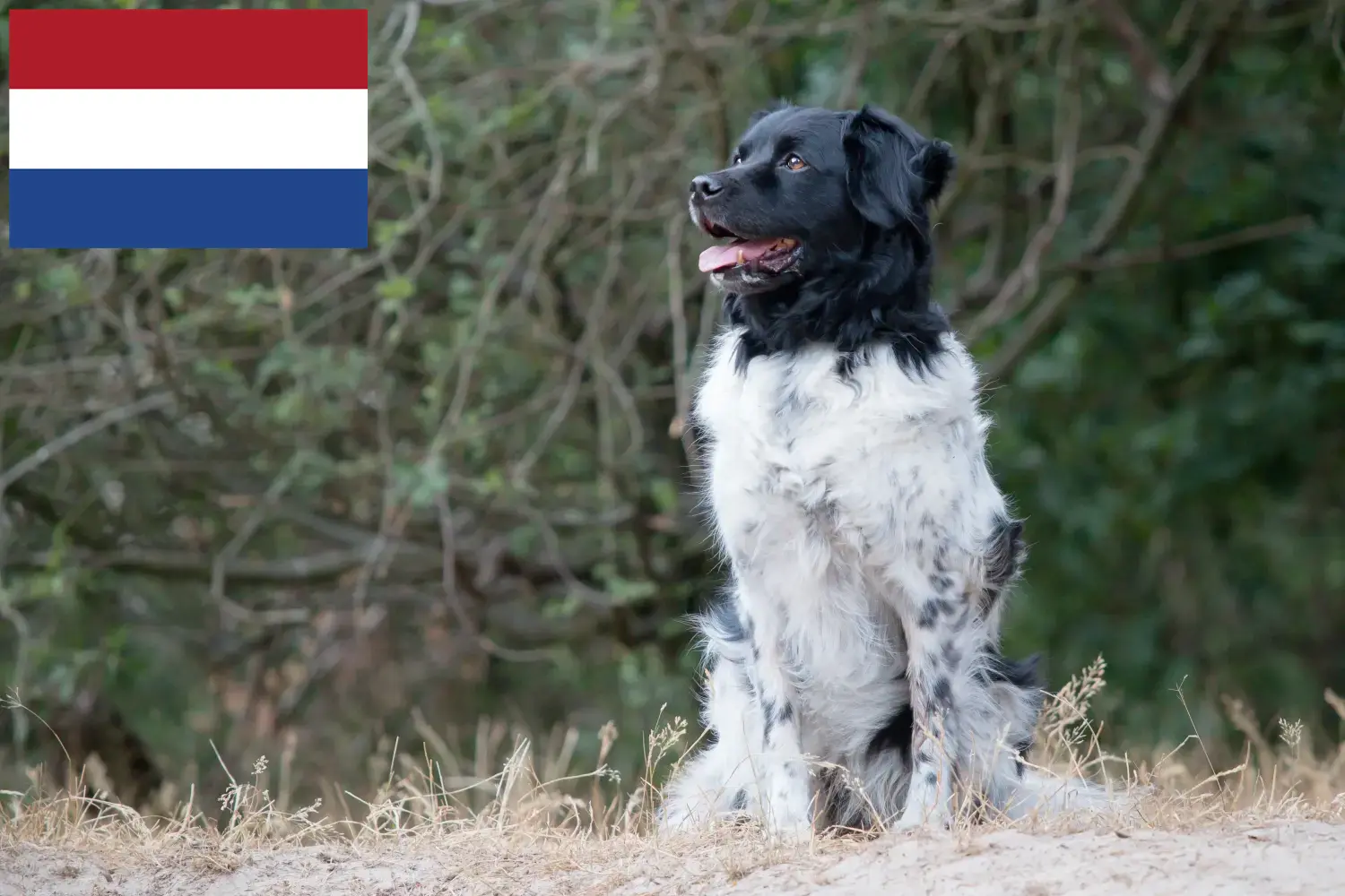 Подробнее о статье Заводчики и щенки стафиков в Нидерландах