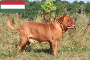 Подробнее о статье Заводчики и щенки дог де бордо в Венгрии