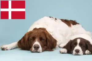 Подробнее о статье Дрентийский патриджшонд — заводчики и щенки в Дании