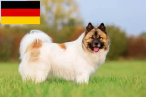 Подробнее о статье Заводчики и щенки Эло в Германии
