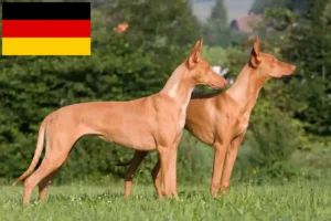 Подробнее о статье Заводчики и щенки фараоновых собак в Германии