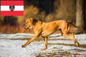 Подробнее о статье Заводчики и щенки Fila Brasileiro в Австрии