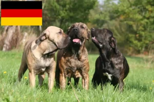 Подробнее о статье Заводчики и щенки Fila Brasileiro в Германии