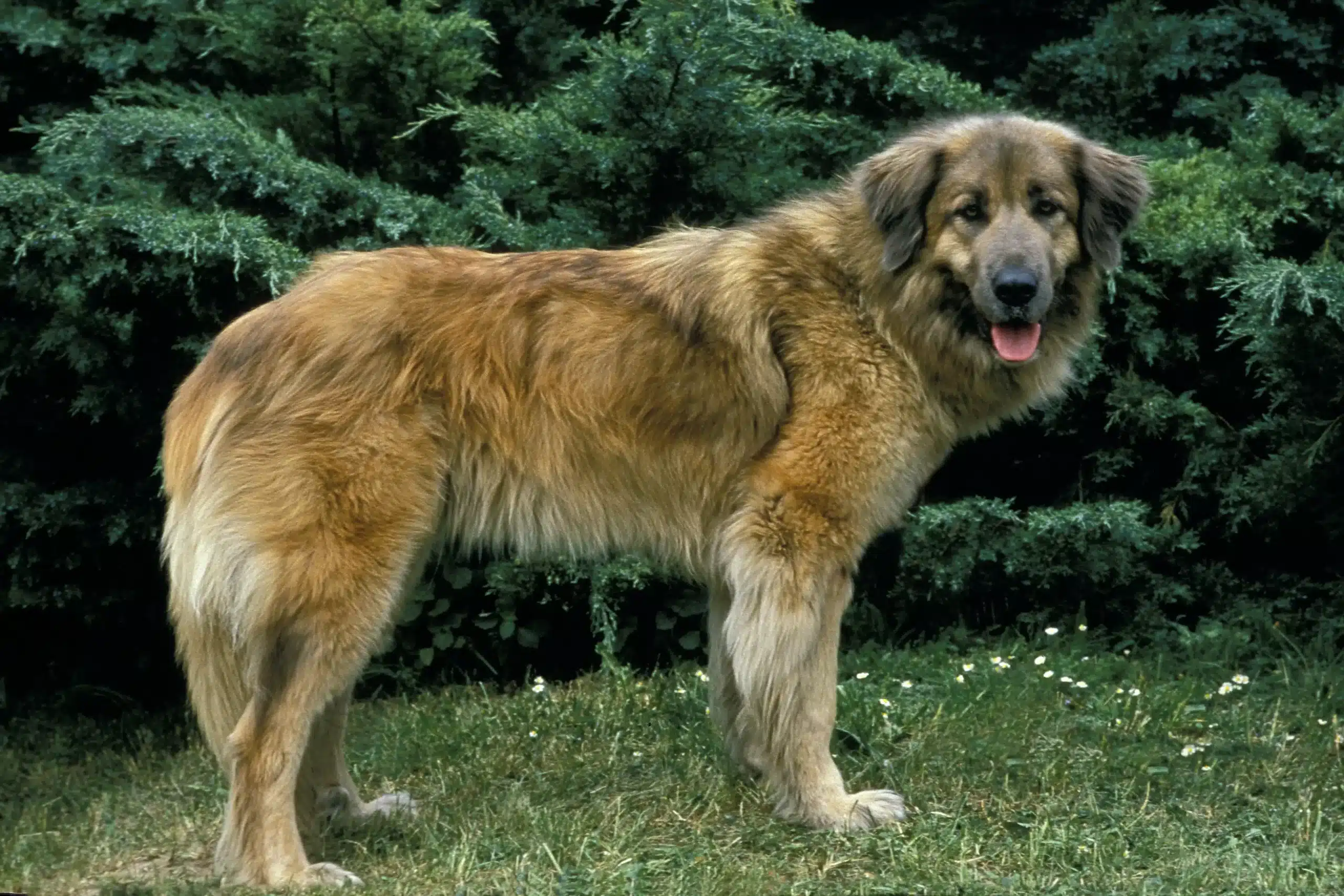 Подробнее о статье Заводчик Cão Da Serra Da Estrela