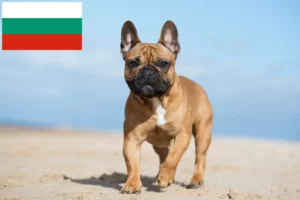 Подробнее о статье Заводчики и щенки французского бульдога в Болгарии