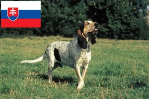 Подробнее о статье Заводчики и щенки гасконских сентонжуа в Словакии