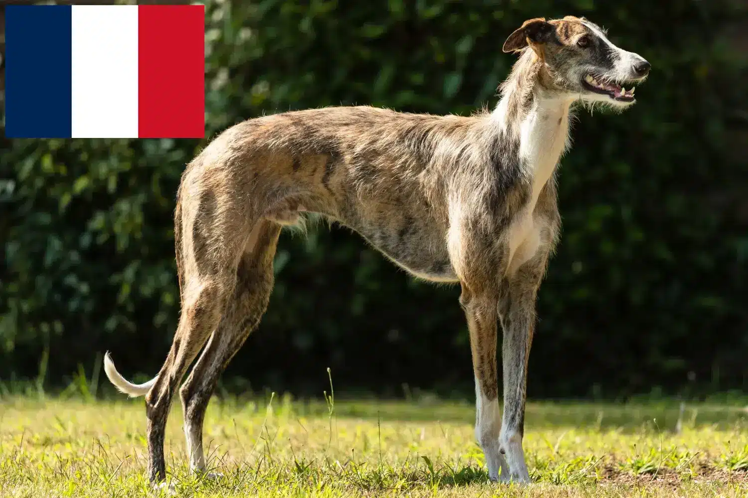 Подробнее о статье Заводчики и щенки Galgo Espanol во Франции