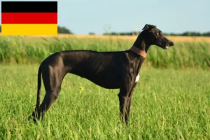 Подробнее о статье Заводчики и щенки Galgo Espanol в Германии